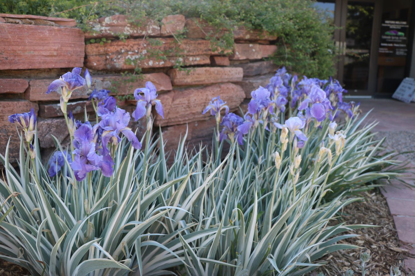 White Dalmatian Iris